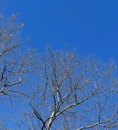 Tree with Nests
